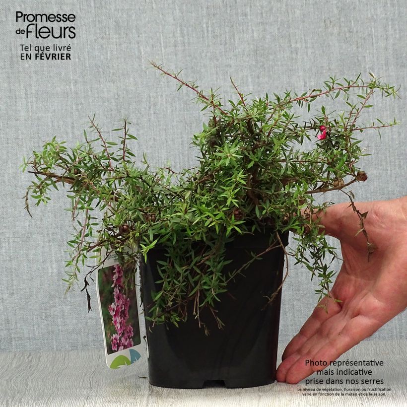 Exemplar von Leptospermum scoparium Red Falls - Arbre à thé de Nouvelle-Zélande Pot de 2L/3L wie im Herbst geliefert