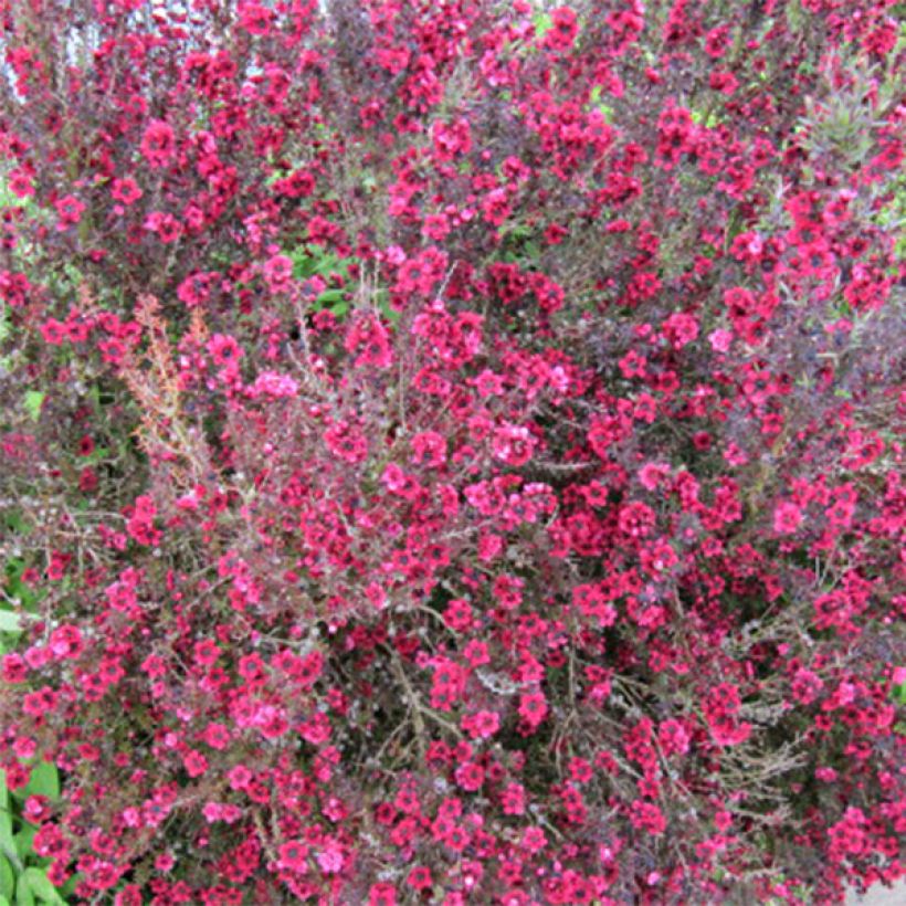 Leptospermum scoparium Red damask - Steinsame (Blüte)