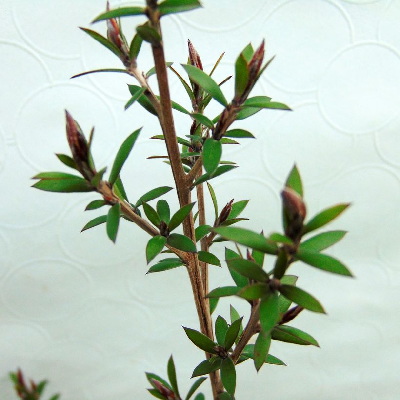 Leptospermum scoparium Red damask - Steinsame (Laub)