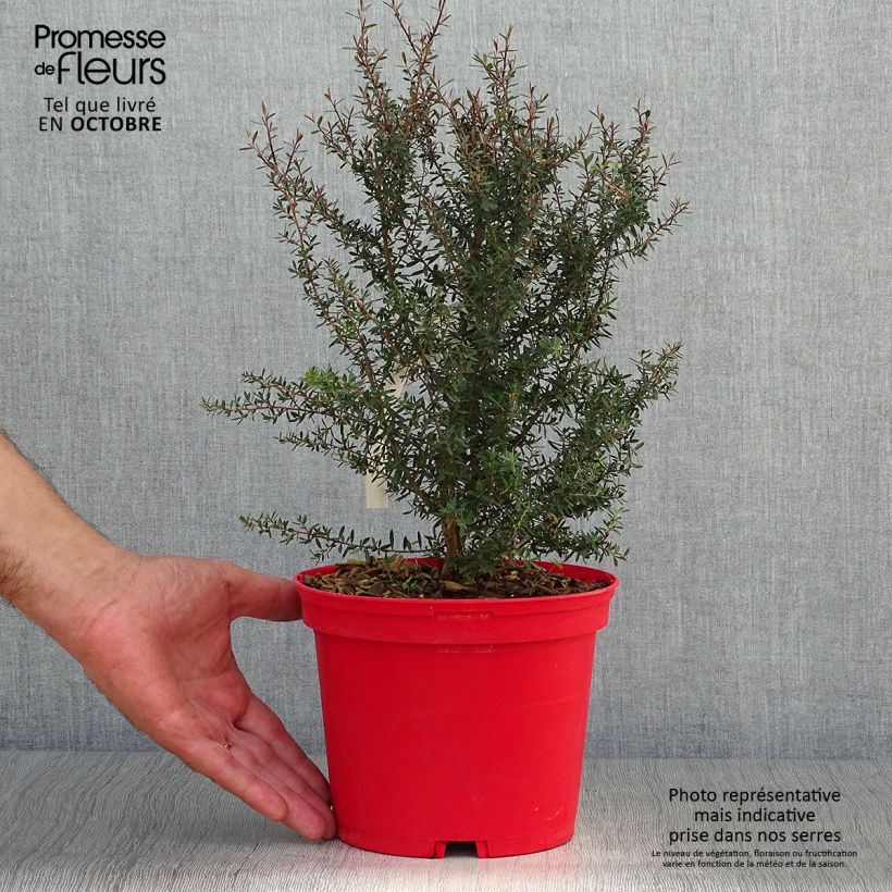 Exemplar von Leptospermum scoparium Red damask - Arbre à thé Pot de 3L/4L wie im Herbst geliefert