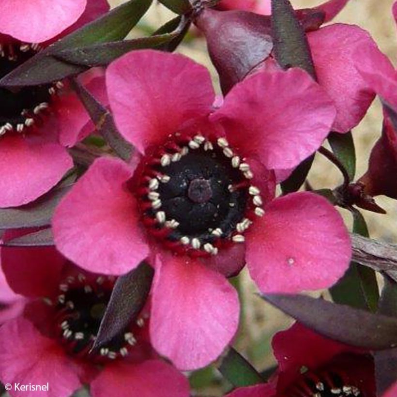 Leptospermum scoparium Red Falls - Steinsame (Blüte)