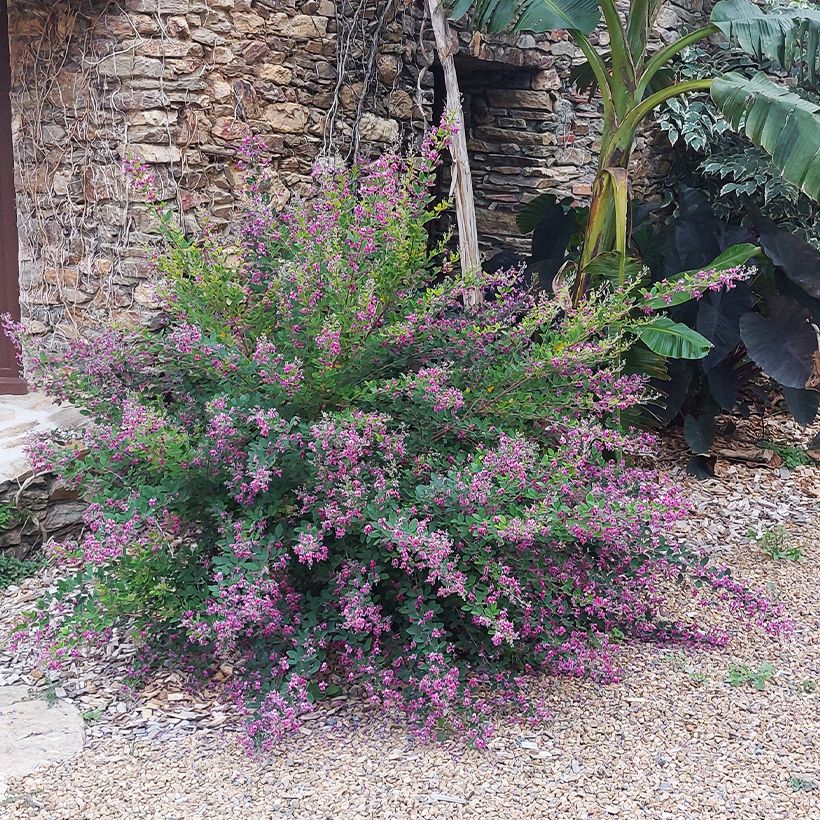 Lespedeza liukiuensis Little Volcano - Buschklee (Hafen)