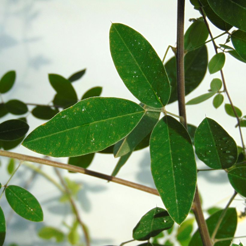 Lespedeza thunbergii - Thunbergs Buschklee (Laub)