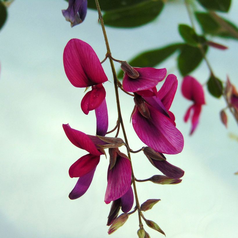 Lespedeza thunbergii - Thunbergs Buschklee (Blüte)