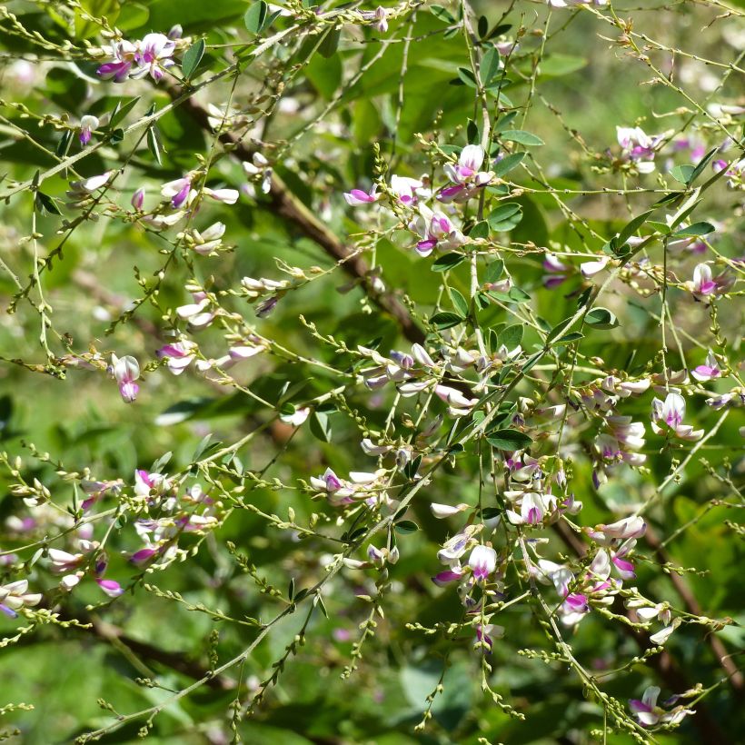 Lespedeza thunbergii Edo-Shibori - Thunbergs Buschklee (Blüte)