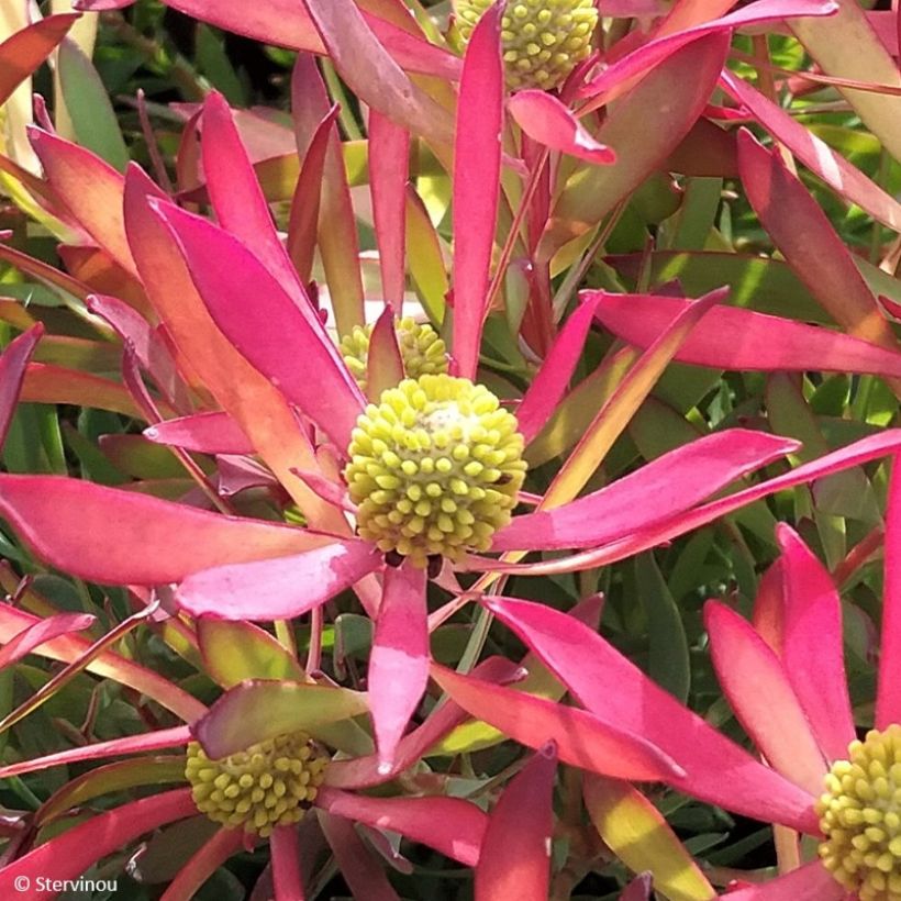 Leucadendron salignum Cheeky (Blüte)