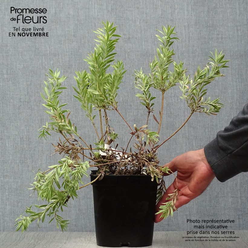 Exemplar von Leucadendron Cheeky  Pot de 3L/4L wie im Herbst geliefert