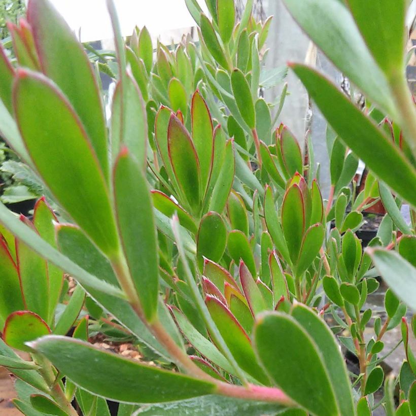 Leucadendron salignum Fireglow (Laub)