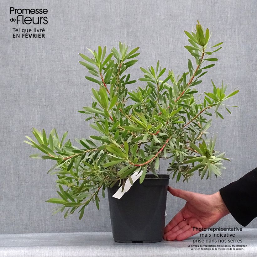 Exemplar von Leucadendron Inca Gold Pot de 3L/4L wie im Winter geliefert