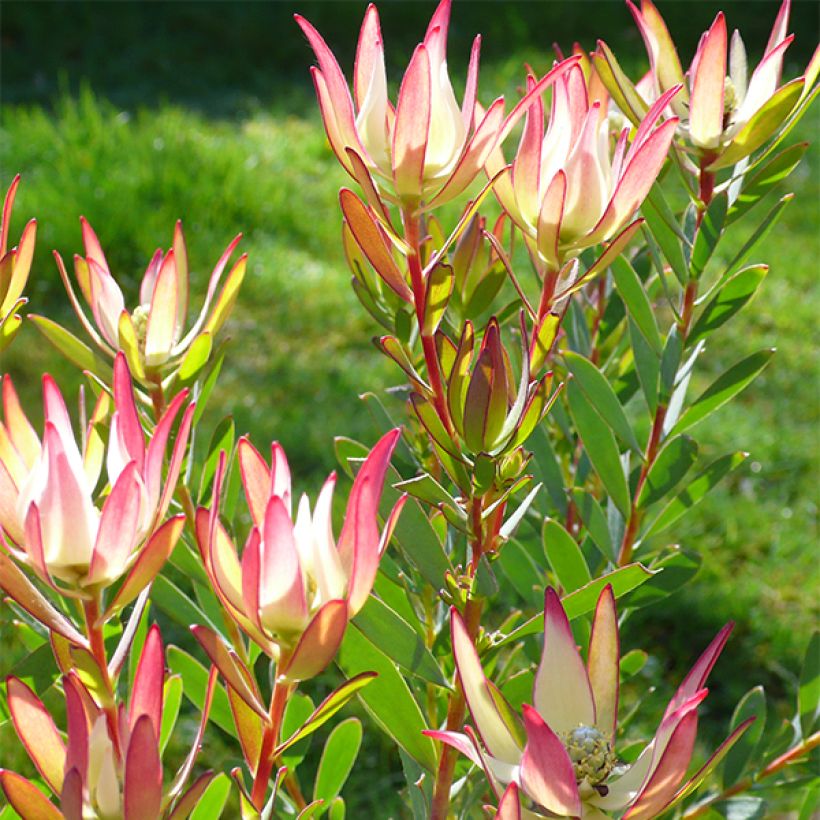 Leucadendron Jack Harre (Blüte)