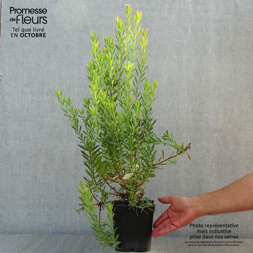 Exemplar von Leucadendron  Jack Harre Pot de 3L/4L wie im Herbst geliefert