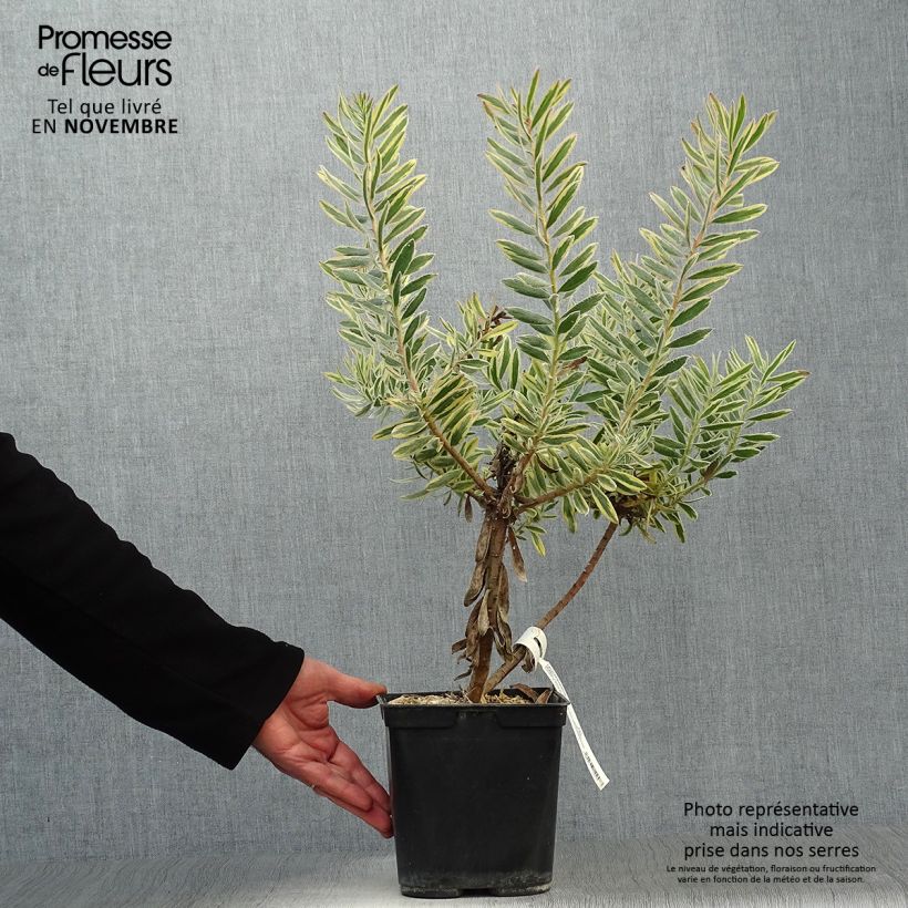 Exemplar von Leucadendron Jester  Pot de 3L/4L wie im Herbst geliefert