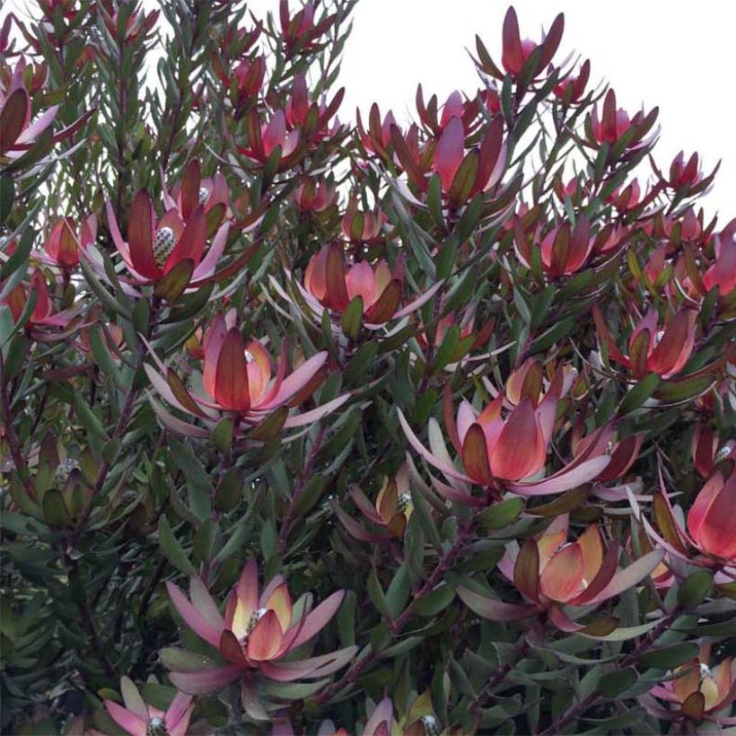 Leucadendron Safari Sunset (Hafen)