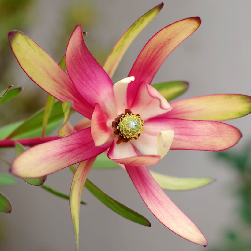 Leucadendron Safari Sunset (Blüte)