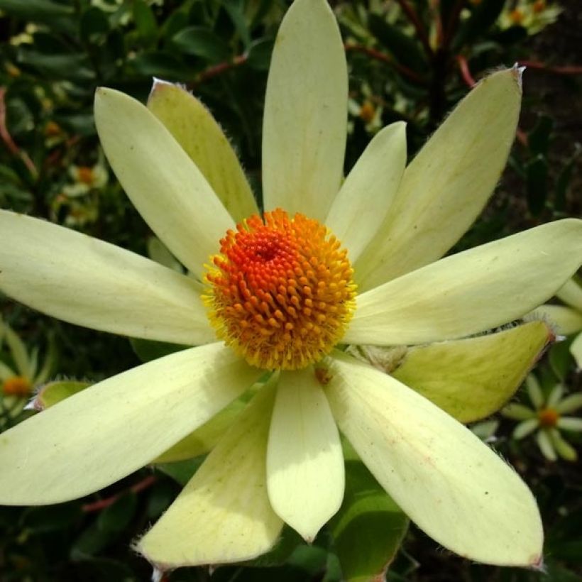 Leucadendron Summer Sun (Blüte)