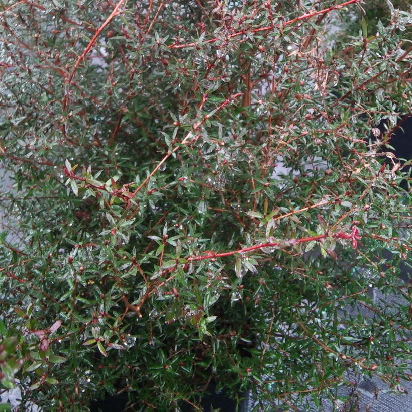 Leucadendron Sundance (Laub)