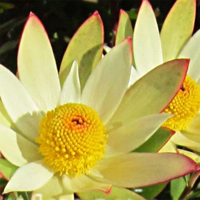 Leucadendron Sundance (Blüte)