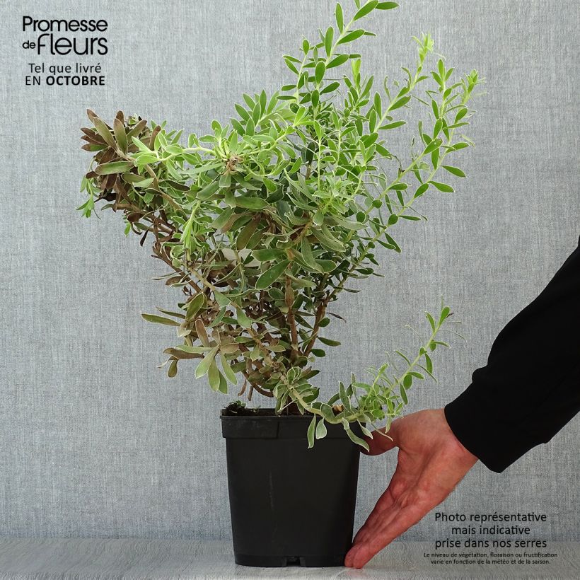 Exemplar von Leucadendron Sundance Pot de 3L/4L wie im Herbst geliefert