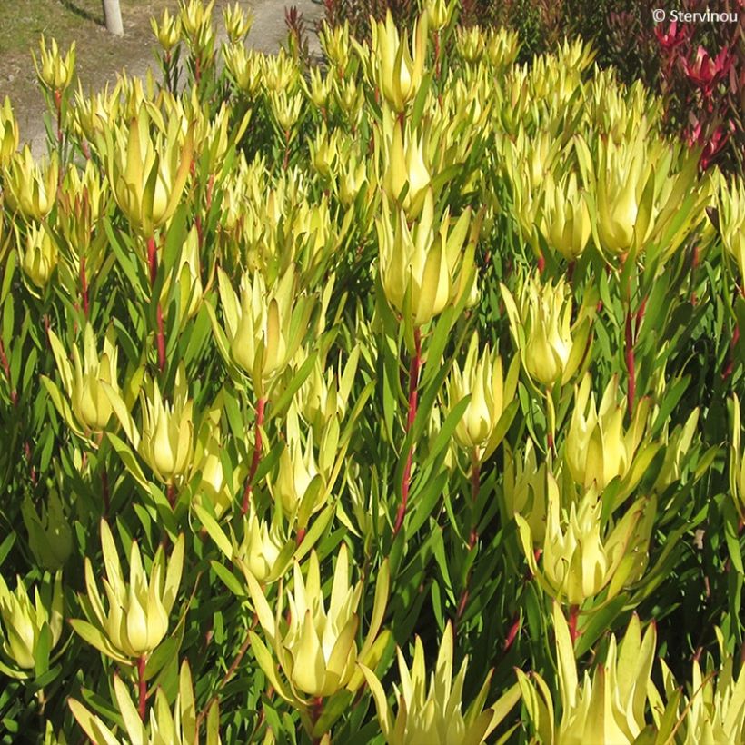 Leucadendron Inca Gold (Laub)