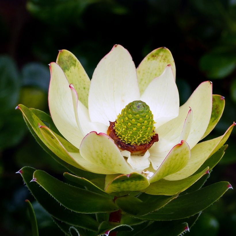 Leucadendron Inca Gold (Blüte)