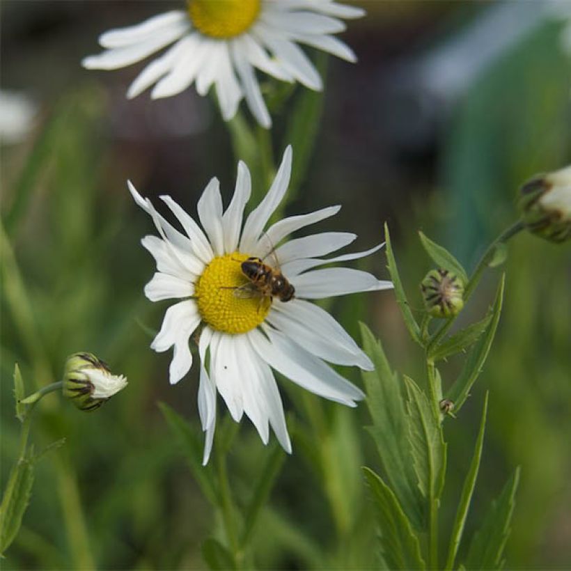 Leucanthemella serotina - Herbstmargerite (Blüte)