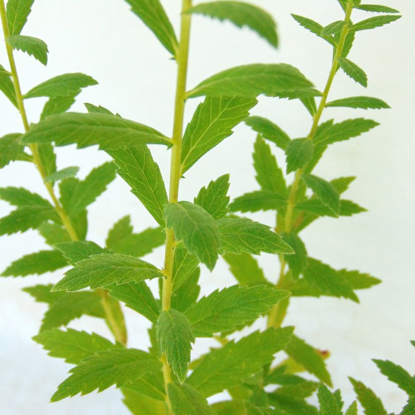 Leucanthemella serotina - Herbstmargerite (Laub)