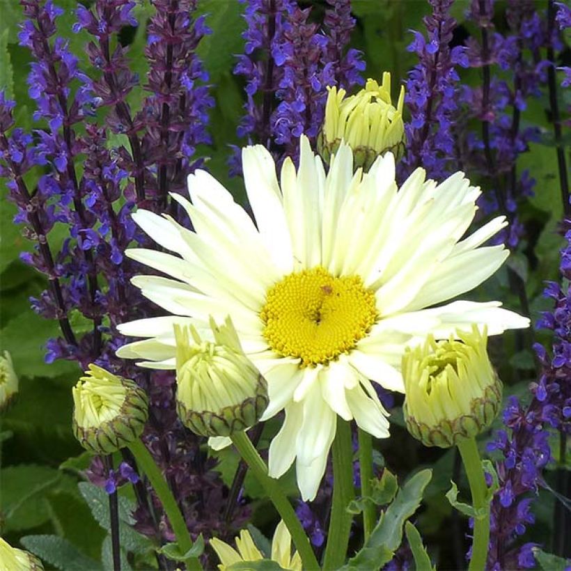 Großblumige Margerite Banana Cream - Leucanthemum (Blüte)