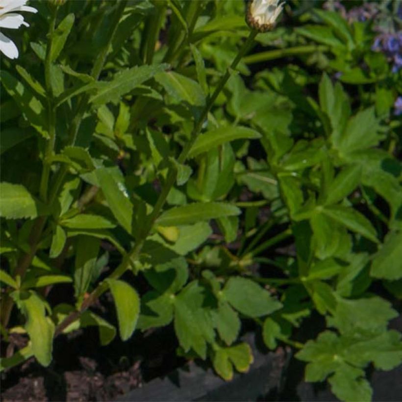 Großblumige Margerite Kings Crown - Leucanthemum (Laub)