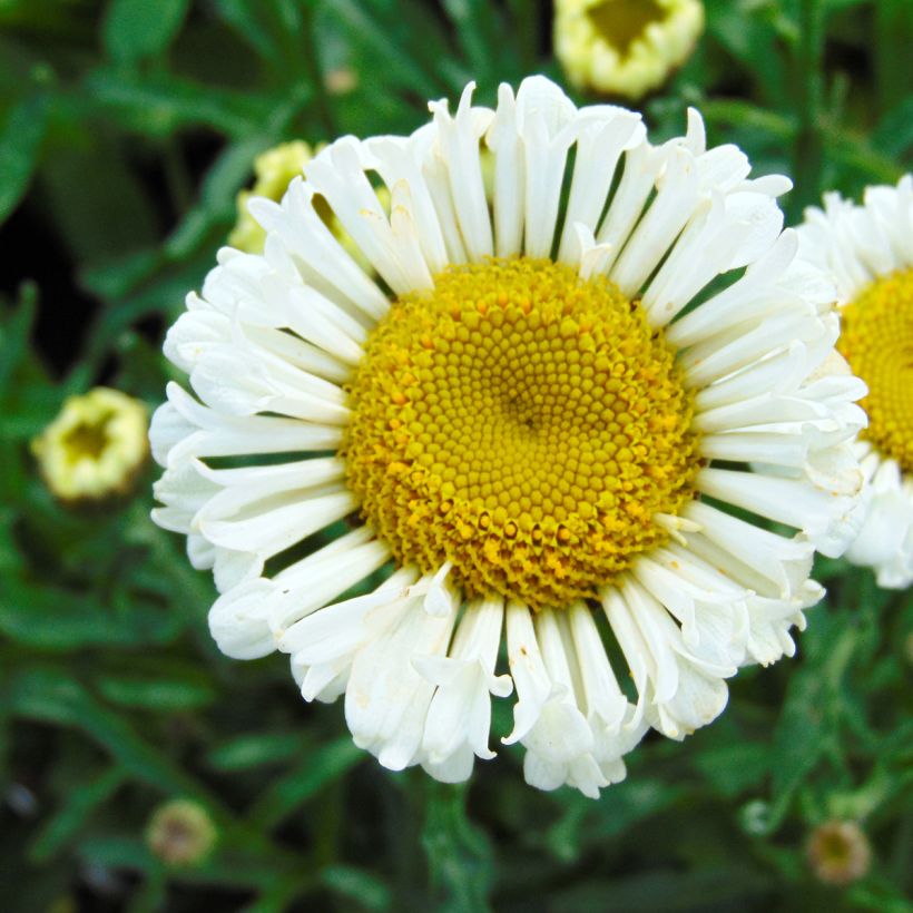 Großblumige Margerite Real Neat - Leucanthemum (Blüte)