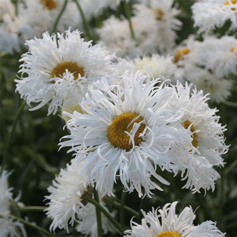 Großblumige Margerite Shapcott Ruffles - Leucanthemum (Blüte)