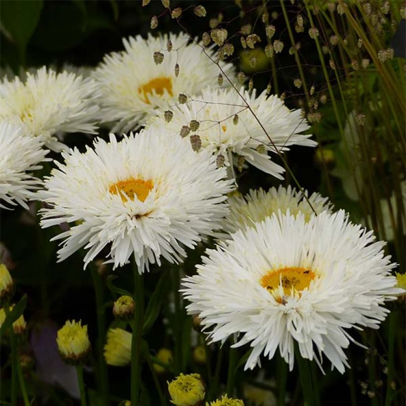 Großblumige Margerite Shapcott Summer Clouds - Leucanthemum (Blüte)