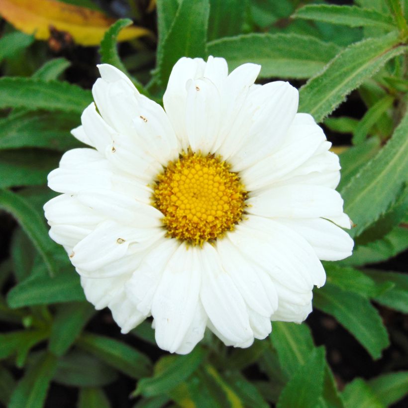 Großblumige Margerite Victorian Secret - Leucanthemum (Blüte)