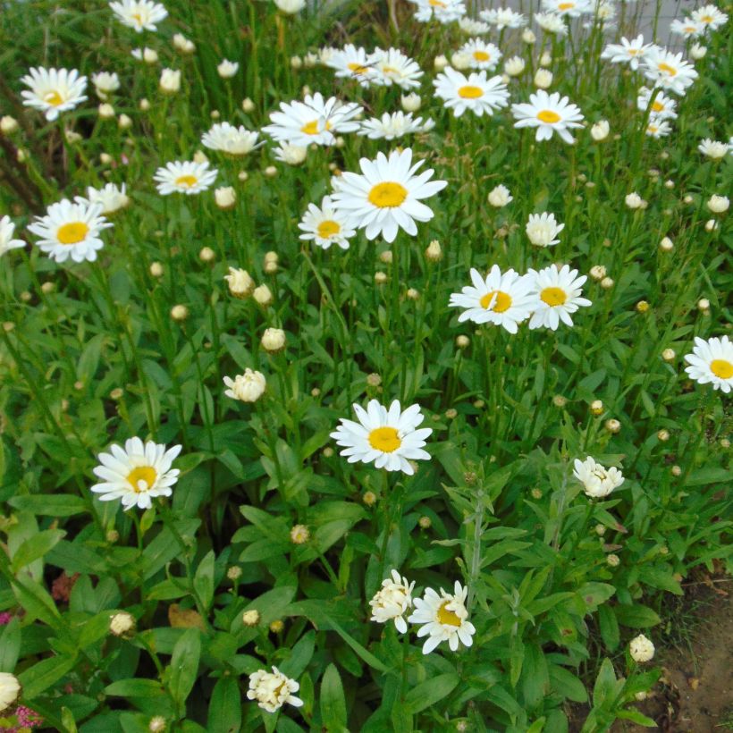 Großblumige Margerite Becky - Leucanthemum (Blüte)