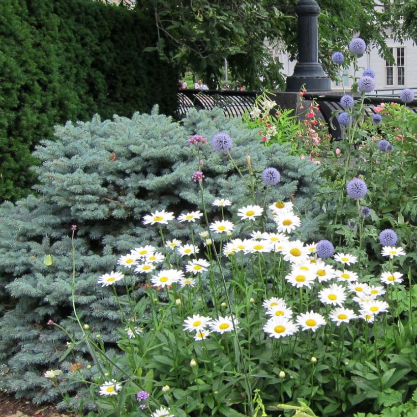 Großblumige Margerite Becky - Leucanthemum (Hafen)