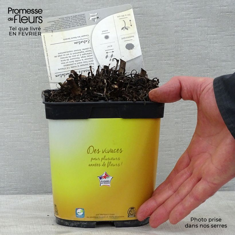 Exemplar von Leucanthemum superbum Broadway lights - Grande marguerite en pot de 2/3L Pot de 2L/3L wie im Winter geliefert