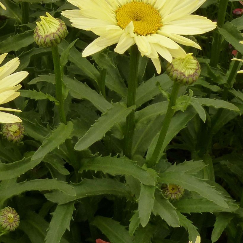 Großblumige Margerite Broadway lights - Leucanthemum (Laub)