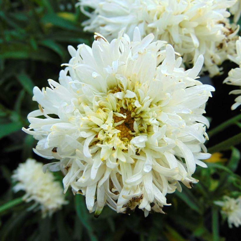 Großblumige Margerite Engelina - Leucanthemum (Blüte)