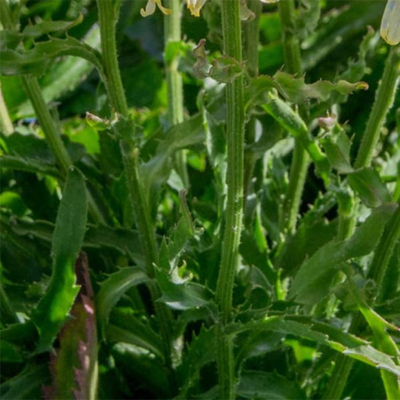 Großblumige Margerite Goldfinch - Leucanthemum (Laub)