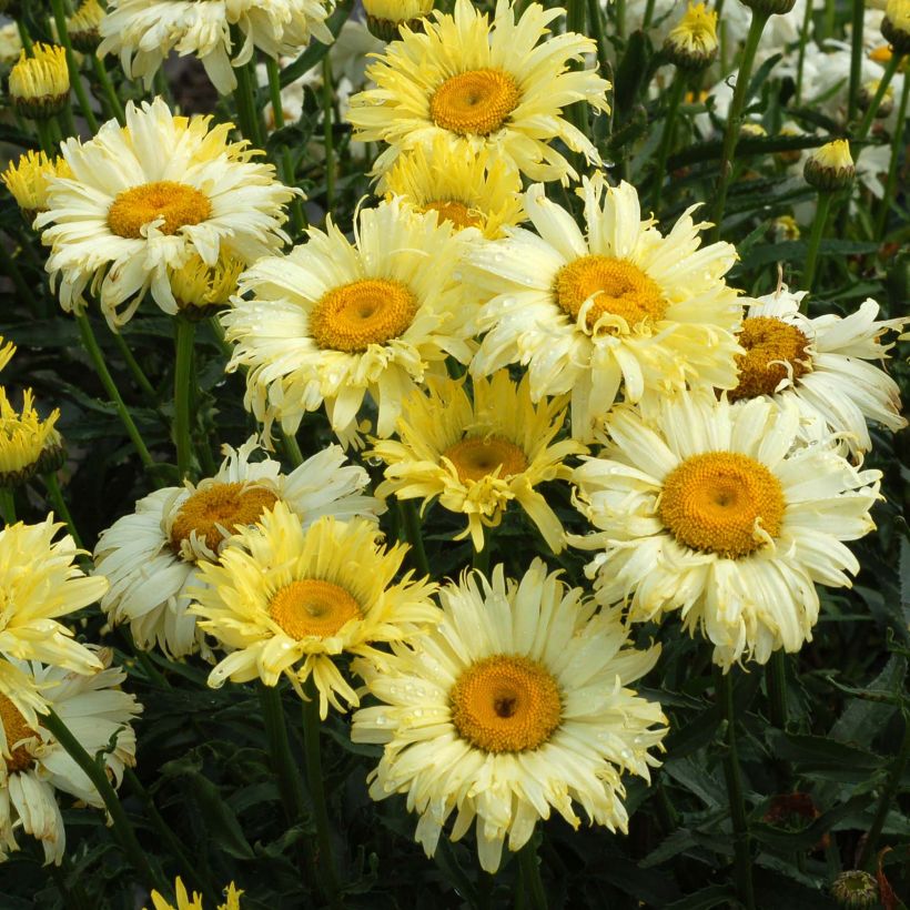 Großblumige Margerite Goldfinch - Leucanthemum (Blüte)