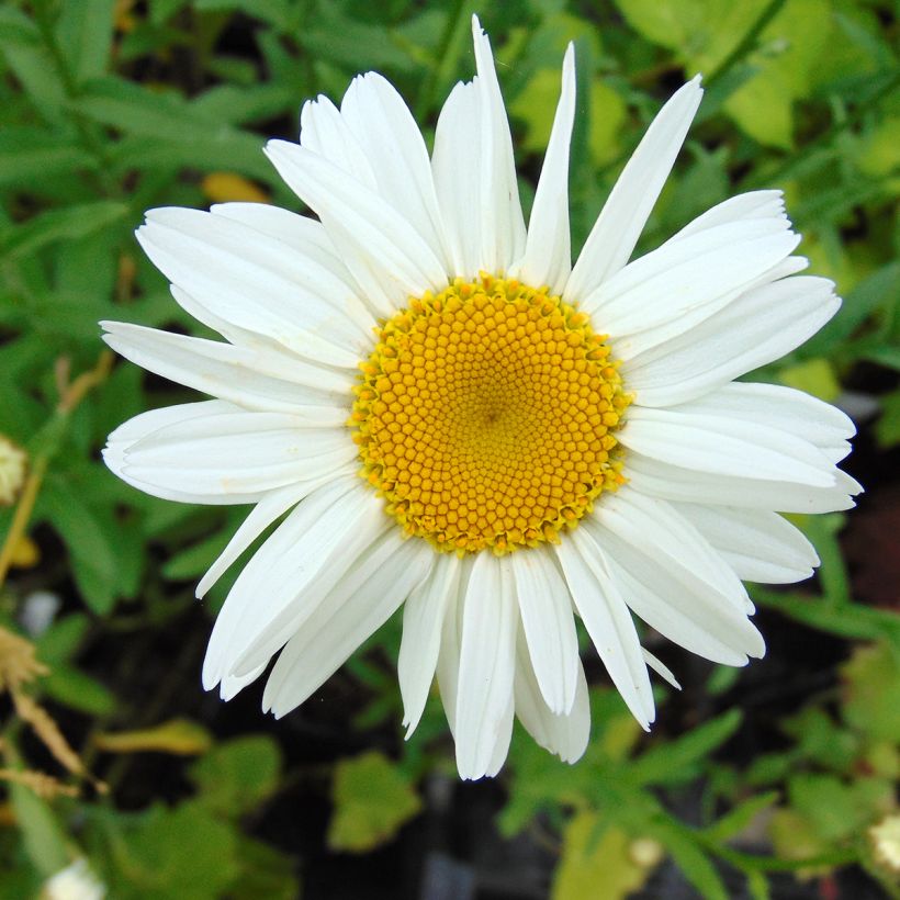 Großblumige Margerite Gruppenstolz - Leucanthemum (Blüte)