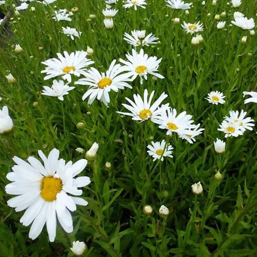 Großblumige Margerite Polaris - Leucanthemum (Hafen)