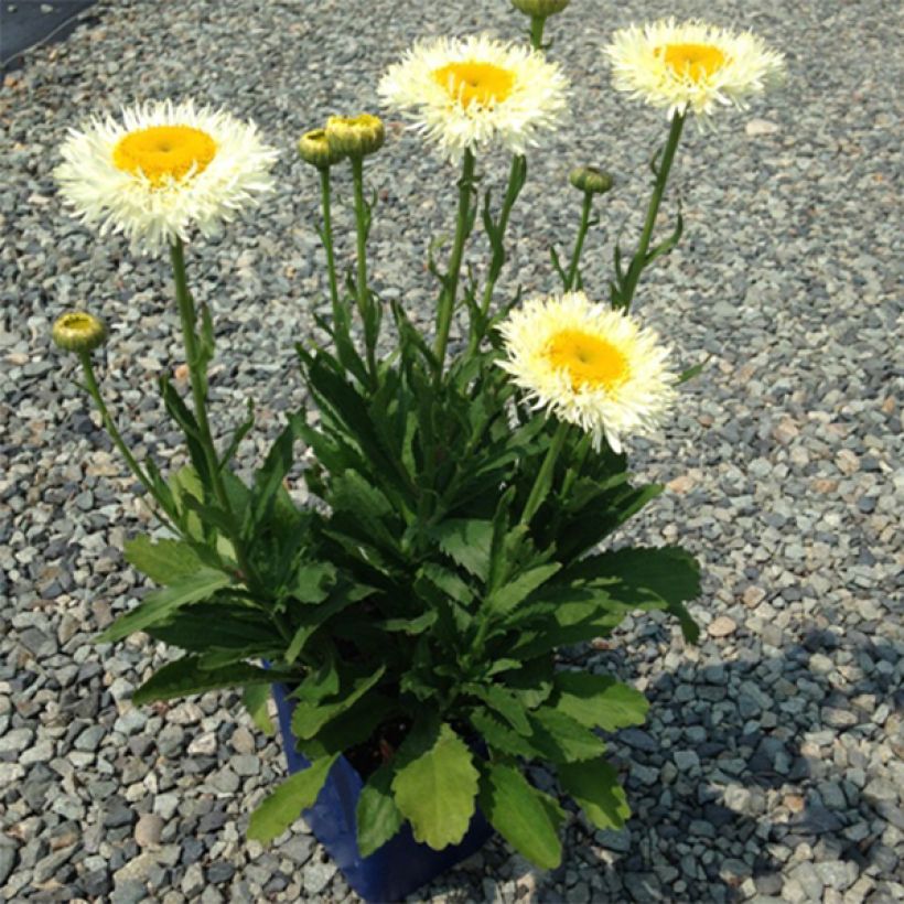 Großblumige Margerite Real Glory - Leucanthemum (Hafen)