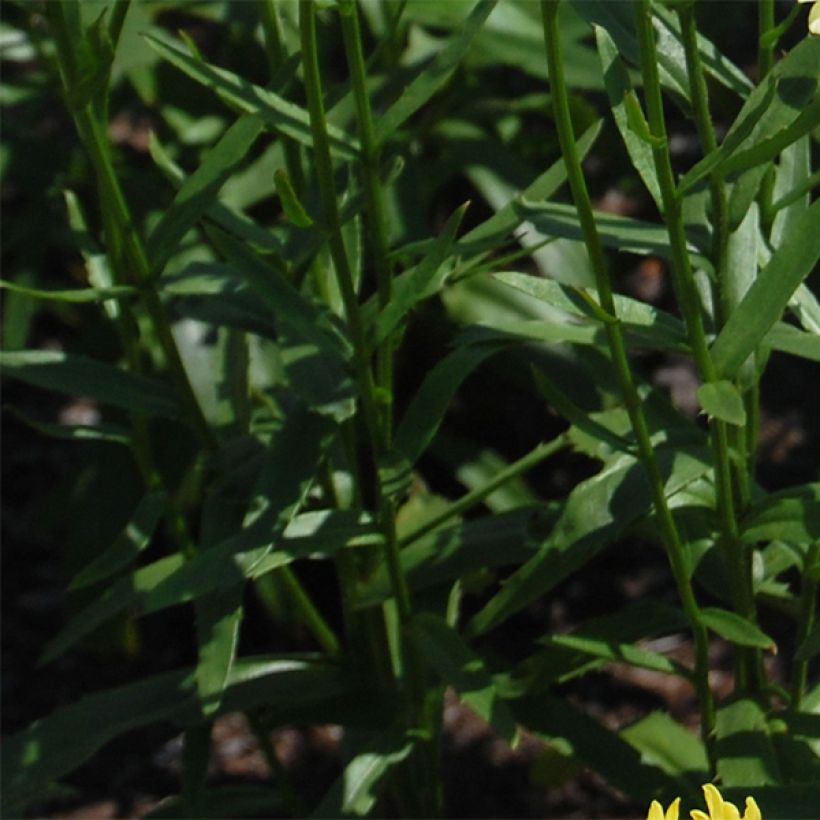 Großblumige Margerite Sonnenschein - Leucanthemum (Laub)