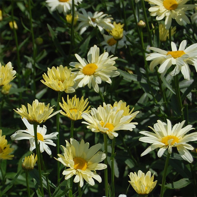 Großblumige Margerite Sonnenschein - Leucanthemum (Blüte)