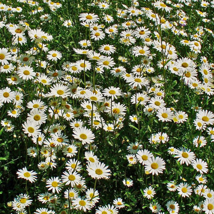 Magerwiesen-Margerite - Leucanthemum vulgare (Blüte)