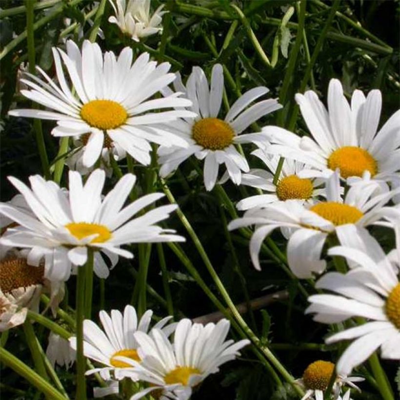 Magerwiesen-Margerite Maikonigin - Leucanthemum vulgare (Blüte)