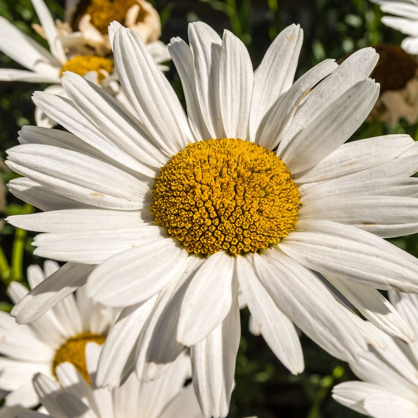 Großblumige Margerite Brightside - Leucanthemum (Blüte)