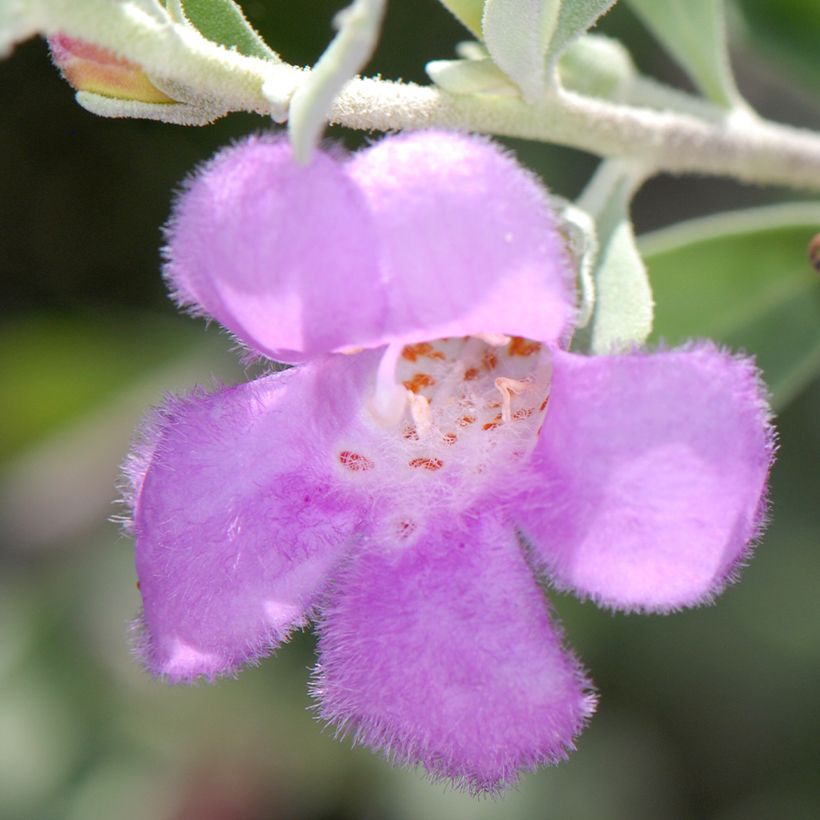 Leucophyllum frutescens - Texas-Silberblatt (Blüte)