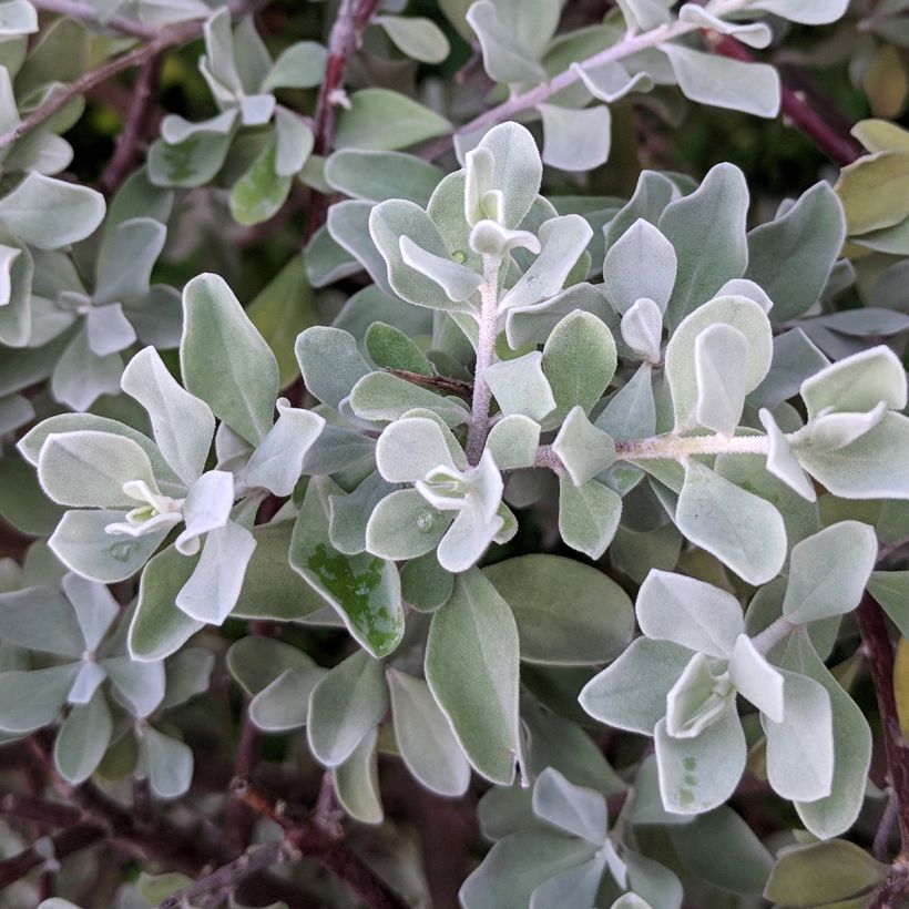 Leucophyllum frutescens - Texas-Silberblatt (Laub)