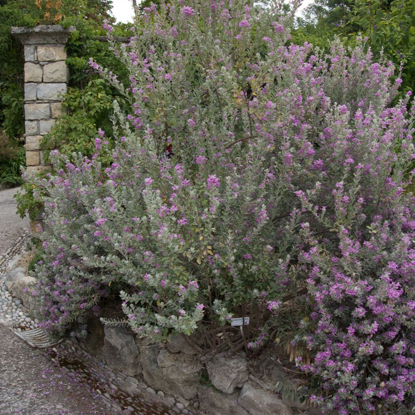 Leucophyllum frutescens - Texas-Silberblatt (Hafen)